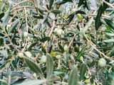 Fototapeta Kuchnia - green matured olive on the olive tree branch ready to be collected