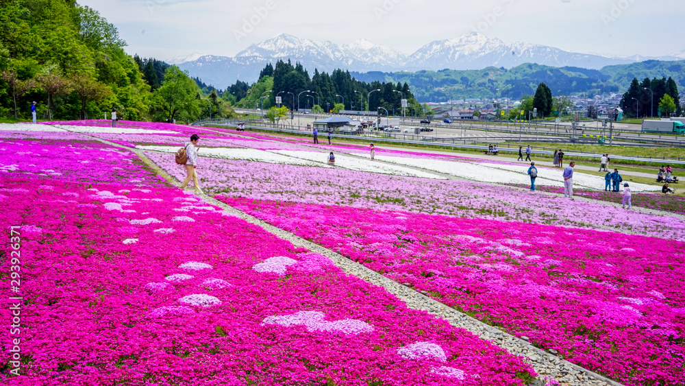 Wall Mural 魚沼奥只見レクリエーション都市公園の芝桜 Nikkel Art Wall Mural 魚沼奥只見レクリエーション都市公園の芝桜 Nikkel Art