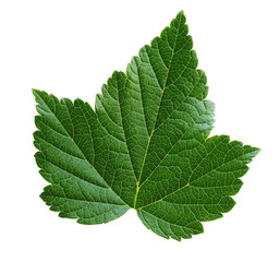Wall Mural - green currant leaf isolated on white background.