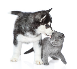 Siberian Husky puppy licking british kitten. isolated on white background