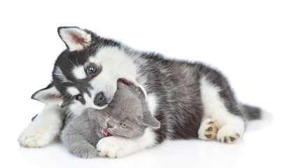 Wall Mural - Playful Siberian Husky puppy embracing kitten and bitting her head. isolated on white background