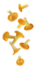 Wall Mural - falling Chanterelle mushroom isolated on white background.