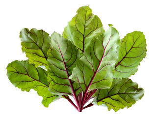 Wall Mural - beet leaves isolated on white background