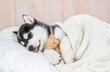 Sleeping Siberian Husky puppy hugging toy bear on pillow under blanket
