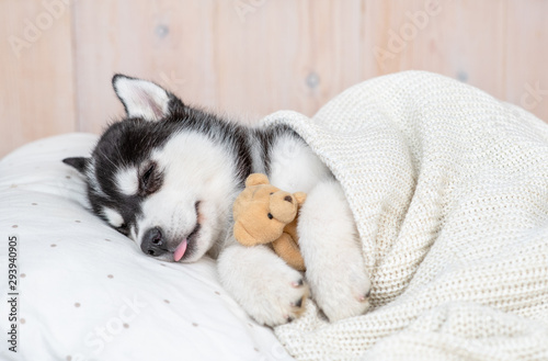 Cuadros en Lienzo Sleeping Siberian Husky puppy hugging toy bear on pillow under blanket