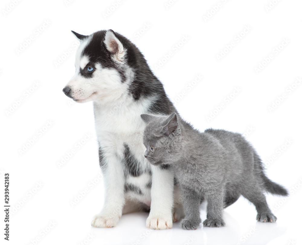 Obraz Siberian Husky puppy and british kitten looking away together.  isolated on white background, fototapeta na ścianę - BajeczneObrazy.pl