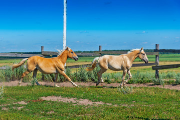 A horse runs on a paddock on a farm in the summer.