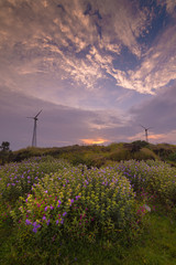 wild flowering and Windmills in Monsoon near Satara,Maharashtra,India