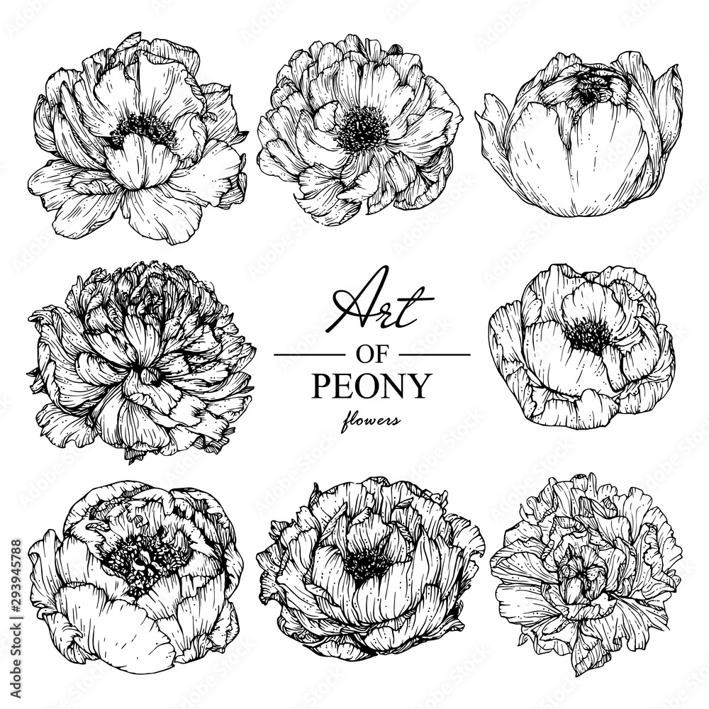 Vetor do Stock Sketch Floral Botany Collection. Peony flower drawings.  Black and white with line art on white backgrounds. Hand Drawn Botanical  Illustrations.Vector. | Adobe Stock, image size:1000x1000