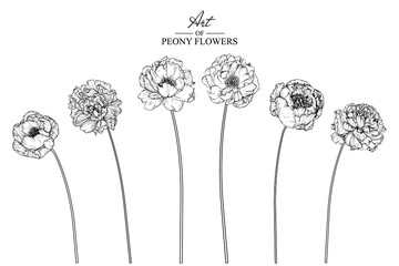 Sketch Floral Botany Collection. Peony flower drawings. Black and white with line art on white backgrounds. Hand Drawn Botanical Illustrations.Vector.