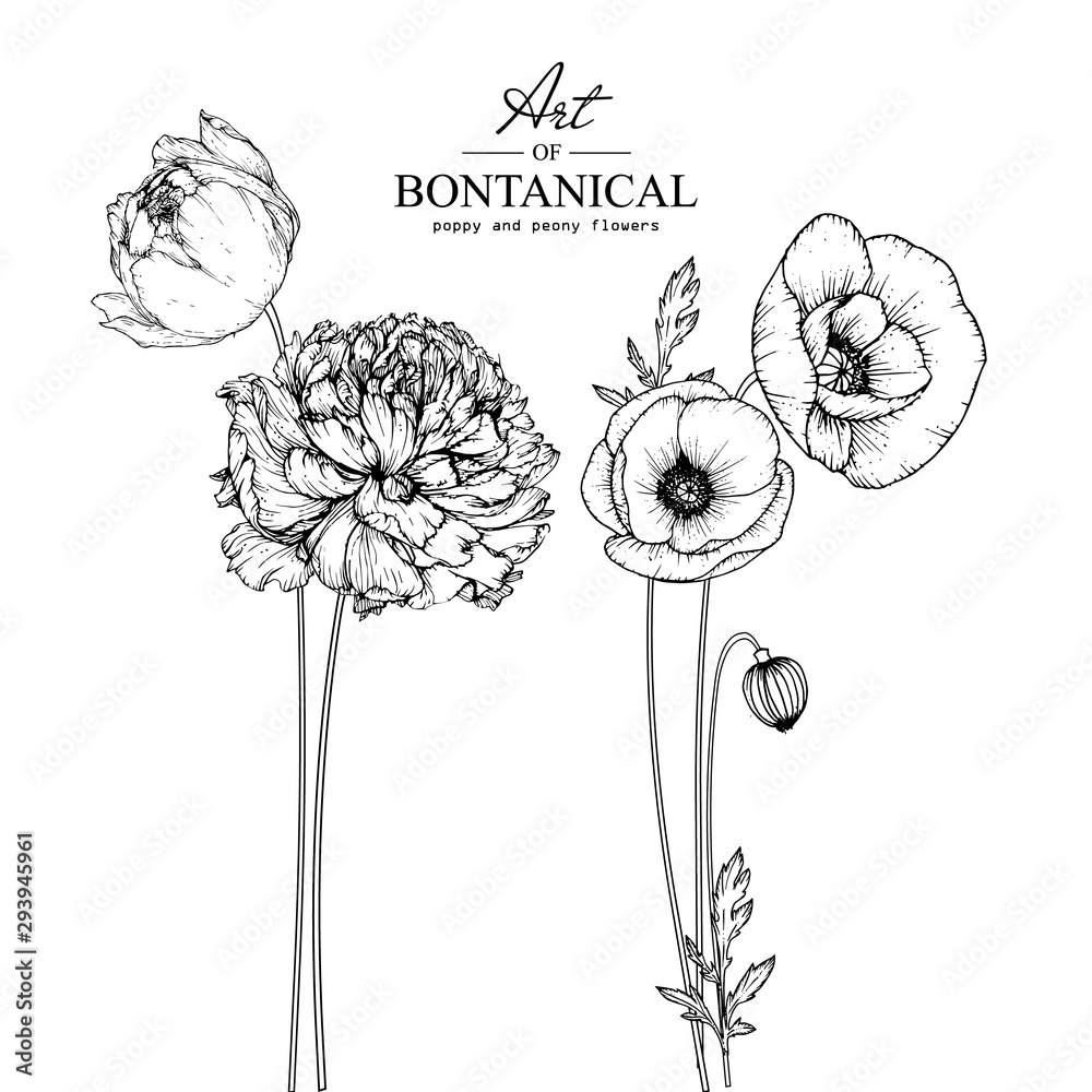 Sketch Floral Botany Collection. Poppy and Peony flower drawings. Black and white with line art on white backgrounds. Hand Drawn Botanical Illustrations.Vector. - obrazy, fototapety, plakaty 