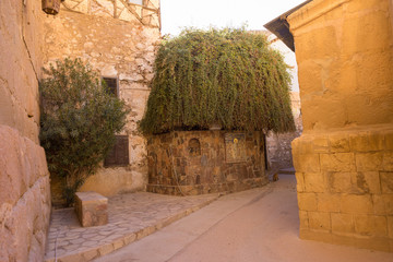 Moses' burning bush at the Monastery of St Catherine in Egypt