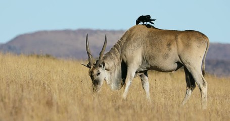 Wall Mural - male eland antelope (tragelaphus oryx) in grassland with accompanying pied crow, south africa