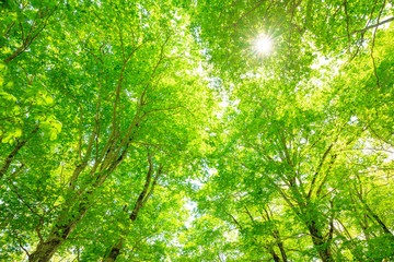 Green forest. Tree with green Leaves and sun light.