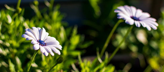 Two white African daisies or Cape Daisies (Osteospermum), side view. Flowers with elegant pure white petals which are offset by deep blue to purple eyes with bright yellow droplets.