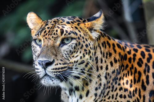 Sri Lanka, Ceylon Leopard, Panthera pardus kotiya on tree. Leopard is listed as Endangered on the IUCN Red List. Wild cat