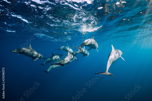 Fototapety delfiny  rodzina-delfinow-plywanie-w-blekitnym-oceanie