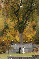 Wall Mural - Beautiful autumn in the park. Just married couple walking by the big yellow tree