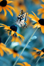 Tropical Bright Butterfly On An Orange Flower In A Summer Magic Garden. Summer Natural Artistic Image.