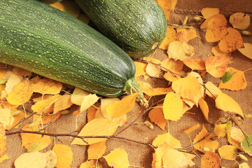 Two zucchini lie on the branches of a birch with yellowed leaves.