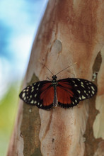 Brown Speckled Tiger Longwing Butterfly Heliconius Hecale