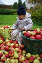 Little Lady Sits In A Autumn Garden With Tons Of Apples And Green Plants, Looks Excited And Shocked During Apple Harvest Times
