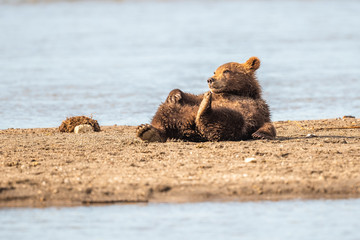 Ruling the landscape, brown bears of Kamchatka (Ursus arctos beringianus)