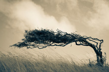 Resilient Lone Tree Bends In The Wind