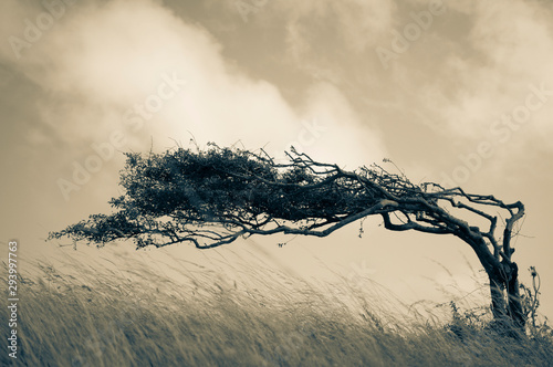 Fotomural Resilient Lone Tree Bends in the Wind