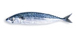 fresh mackerel in white background