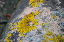 Close-up Of Roof Tiles Covered With Yellow And Gray Lichen. Old Tiles With Lichen Moss. Rough Structure Background. 