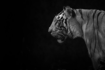 dramatic close up head of a Male tiger  profile in low key light