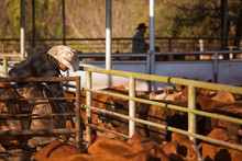 Cattleman Opening Gate To Weigh And Ship Cattle
