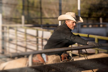 Cowboy Opening Gate In Cattle Pens