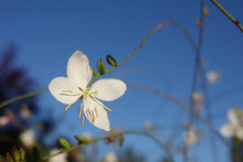 Tiny White Flowers Of Gaura Lindheimeri Or Whirling Butterflies With Morning Des In The Sun Towards Blue Sky Macro
