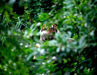 Canvas Print - bengal tiger resting among green bush