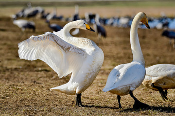 Canvas Print - Whooper swan is flexing it's wings