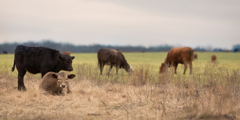 Poster - Calves feeding on oat grass and lying in dry winter pasture to rest on the cattle ranch