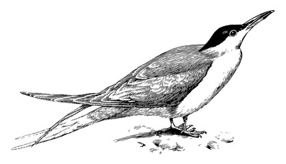 Sticker - Common Tern, vintage illustration.