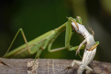 Praying Mantis Eating Lizard - Mantis Religiosa