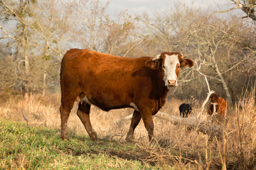 Poster - Cow in early morning on the cattle ranch