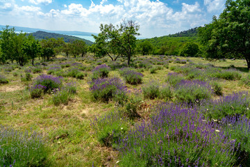 old natural Levander Field in Tihany Hungary with lake Balaton view