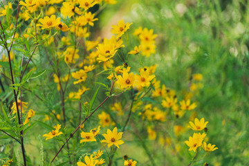  prairie field meadow of yellow daisy sunflower flowers	