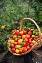 Harvest Of Tomatoes In A Basket