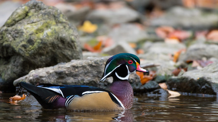 A Wood Duck floating in a stream in autumn.