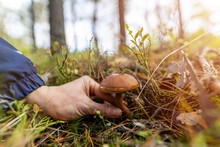 Woman Picking Mushroom In The Forest