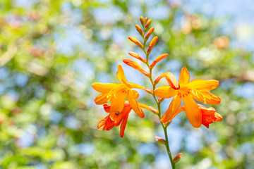 Wall Mural - Blooming Crocosmia Flowers on Vivid Green Background