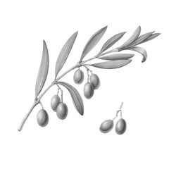 Wall Mural - Olive Tree Branch Pencil Illustration Isolated on White