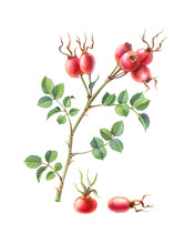 Rose Hip Hand-drawn Pencil Illustration Isolated On White