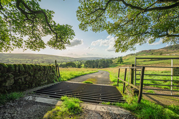 Wall Mural - Summer Fields Through Cattle Grid in UK